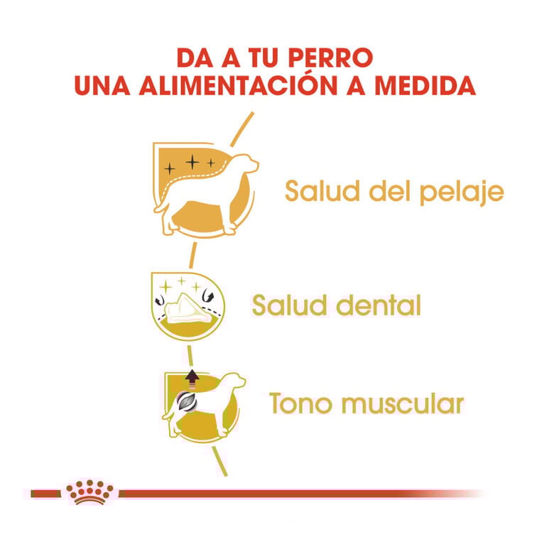 Royal Canin Adult Poodle ração para cães,  Imagem número 6 Royal Canin Adult Poodle ração para cães, , large Imagem número 6